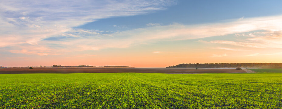 Panorama of a green field of young wheat sprouts, harvesting in the fields on the horizon and the sky in sunset colors