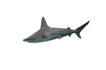 Shark isolated on white background
