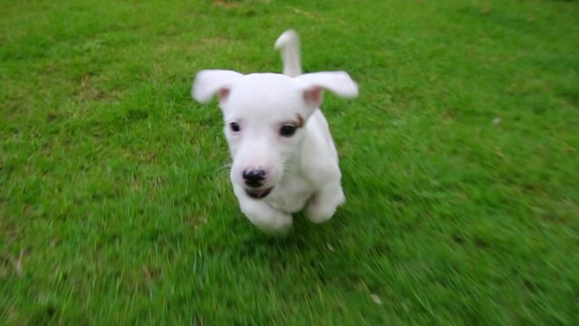 slowmotion from front view Jack russel dog run at grass outdoors running towards the camera on green park
