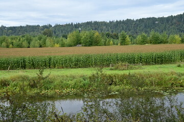 corn field