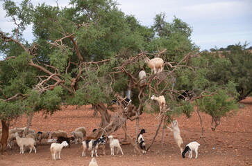 Goats in the argan tree