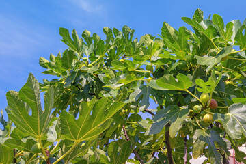 Orchard. Branches of  fig tree ( Ficus carica ) with leaves and fruit against blue sky