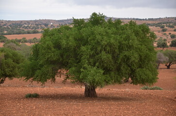 Argan tree in Marocko