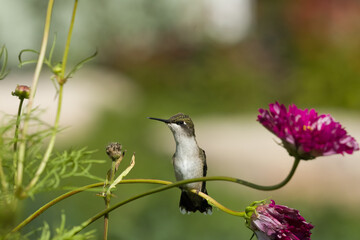 Ruby-throated hummingbird female © Susan