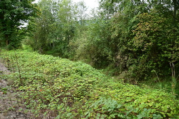 stone path in the forest