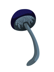 Fabulous magical blue forest mushroom with red stripes on the cap.