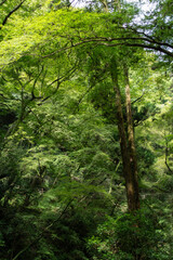 The beautiful forest around the walking path in Minoh, Osaka, Japan