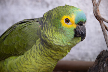 Papagaio verdadeiro adoravel. The true parrot is a psittaciform bird in the Psittacidae family.