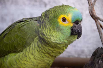 Stoff pro Meter Papagaio verdadeiro adoravel. The true parrot is a psittaciform bird in the Psittacidae family. © Teeh