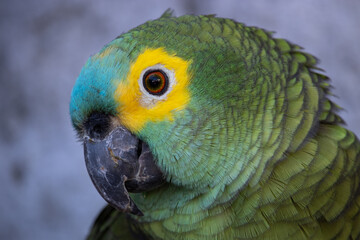 Papagaio verdadeiro adoravel. The true parrot is a psittaciform bird in the Psittacidae family.