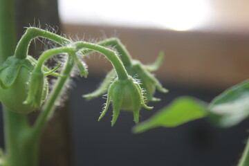 tomatoes that are still small and unripe