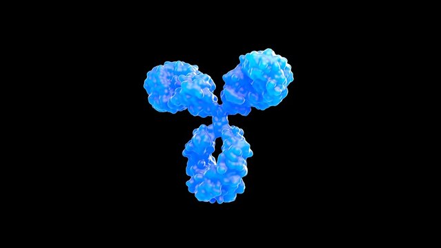 3D rendering of an antibody, IgG, scientific accurate, immune system, isolated, immunoglobuline, molecular, medical illustration, 