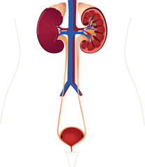 the anatomy of the urinary system