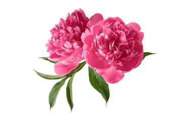 Beautiful purple pink peony flowers with green leaves isolated on white background.