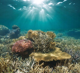 Healthy coral reef with sunlight underwater seascape in the Pacific ocean, natural scene, New Caledonia, Oceania