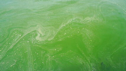Abstract background, Plankton bloom sea