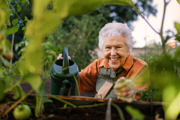 Close up of senior woman in wheelchair taking care of zucchini plant in urban garden.