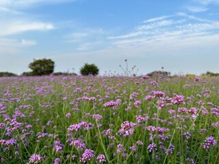 Photo of natural scenery with green forests, parks, and animals