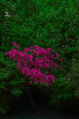 natural dark garden background green purple colors of foliage vertical photo