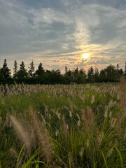 Photo of natural scenery with green forests, parks, and animals