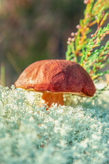 Mushroom Boletus Edulis  in reindeer moss close-up.