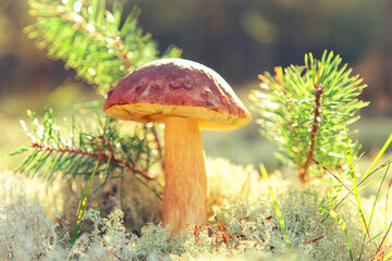 Mushroom Boletus Edulis  in reindeer moss close-up.