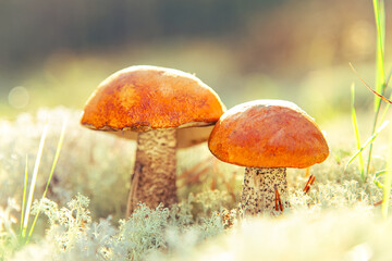 Two aspen mushrooms in reindeer moss close-up. Natural background.