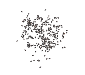 Sesame, Black sesame seeds on transparent png