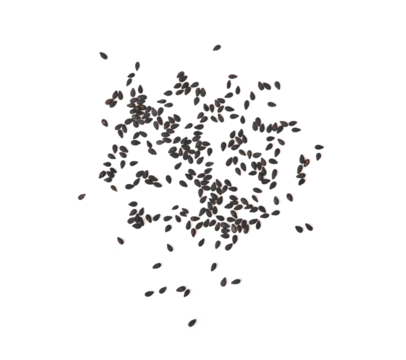 Sesame, Black sesame seeds on transparent png