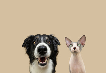 Dog and cat looking at camera with happy expression face. Isolated on beige background, autumn season
