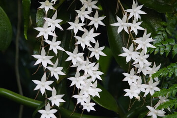 Aerangis articulata is a species of epiphytic orchid. It is native to Madagascar and the Comoro...