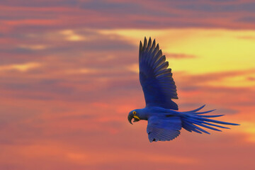 Hyacinth macaw flying in beautiful sky at sunset.