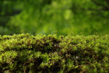 Moist Green moss growing and covered on a wood. The moss is dense and lush in green forest 
