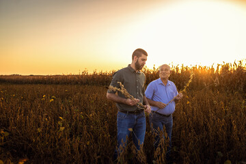 Two farmers walking in a field examining soy crop before harvest.