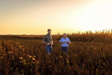 Two farmers walking in a field examining soy crop before harvest.