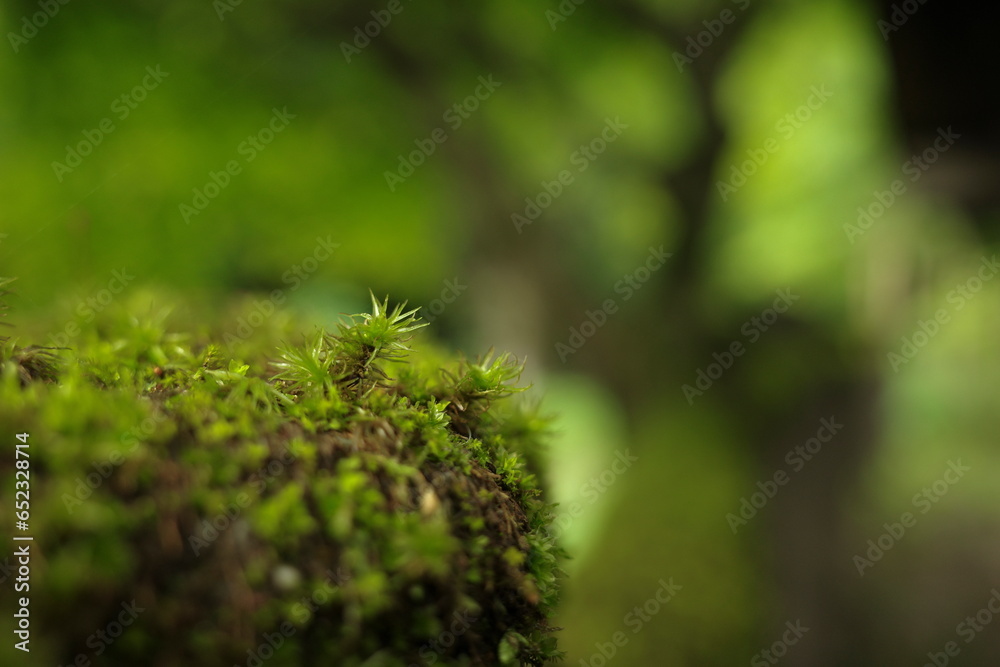 Wall mural Macro Moist Green moss growing and covered on a wooden log