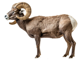 Obraz premium Bighorn sheep isolated on the transparent background PNG.