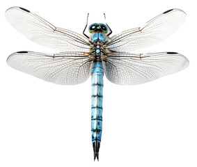 Dragonfly isolated on the transparent background PNG.