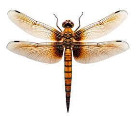 Dragonfly isolated on the transparent background PNG.