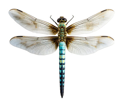 Dragonfly isolated on the transparent background PNG.
