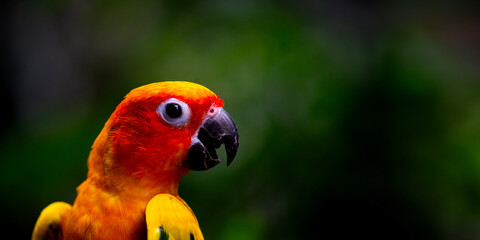 Close-up Beautiful Sun parakeet or Sun conure Lovebirds are popular pet birds.