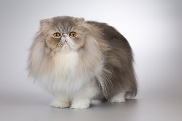 Pretty isolated Persian Cat portrait in studio