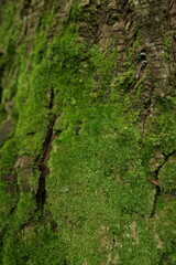 Green Moss grows in dense groups on tree trunks