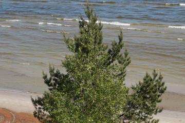 Beautiful seascape, Baltic Sea coast in Latvia, white sand and green Pine. Europe. Sunny Summer day. 