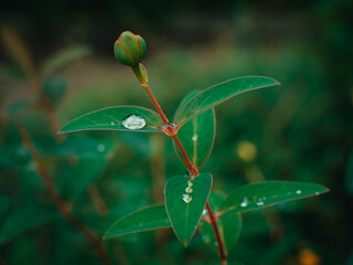 bud of a plant