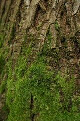 Green Moss grows on textured of tree 's trunk
