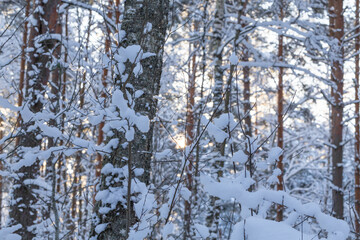 Winter forest