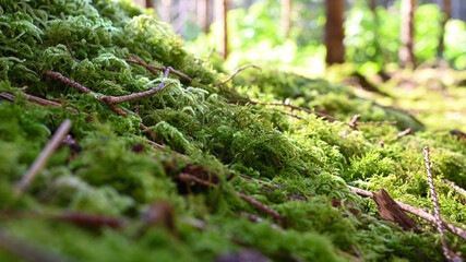 Moss on the forest tree in the morning. 