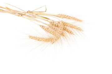 ears of wheat isolated on white