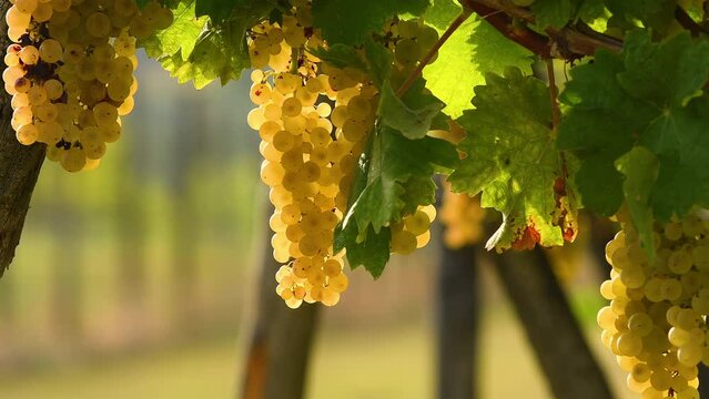 Close-up of bunches of ripe white grapes on the vine for white wine production. Harvest in Italy. Gorgeous vineyards at sunset in the Italian countryside. Chianti Area in Tuscany. Selective focusing.